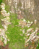 Icône Autres Polypores